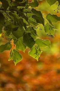 Close-up of leaves on branch