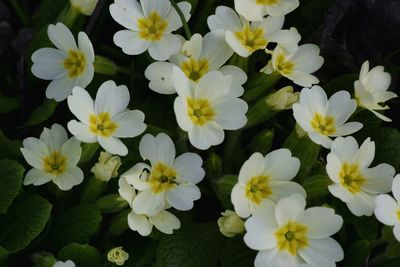 Close-up of white flowers blooming outdoors