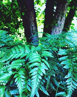 Trees growing in forest