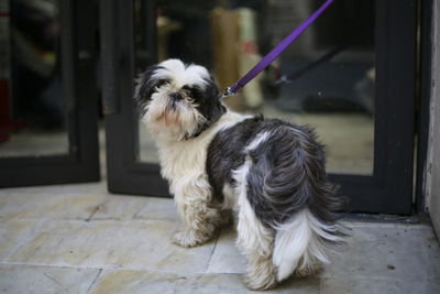 Close-up of dog outdoors