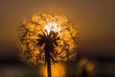 Close-up of flower at sunset