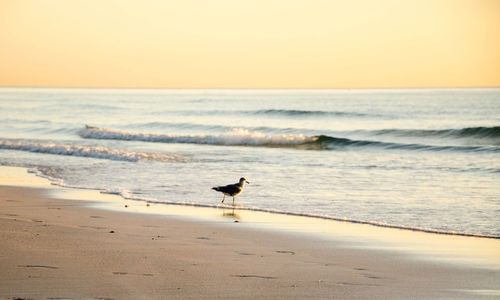 Silhouette of birds on beach at sunset