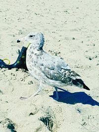 High angle view of seagull on sand