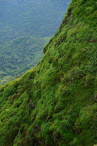 High angle view of trees on landscape