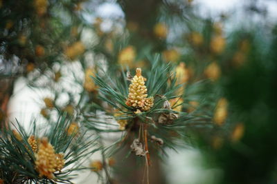 Close-up of flowering plant