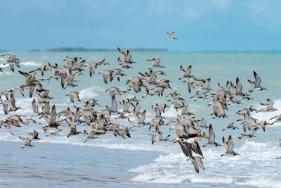 Seagulls flying over sea against sky