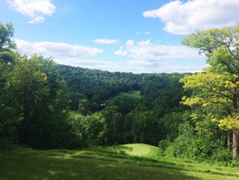 Scenic view of forest against sky