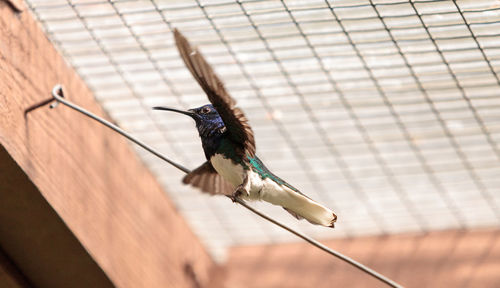 Bird perching on floor