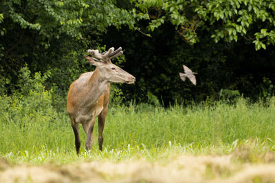 Deer standing on grassy field