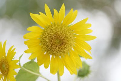 Close-up of yellow sunflower