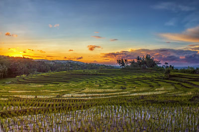 Scenic view of agricultural field against sky during sunset