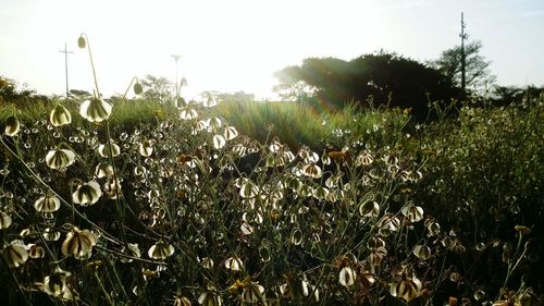 Plants growing on grassy field