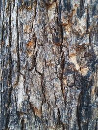 Full frame shot of tree trunk