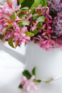 Close-up of pink cherry blossom