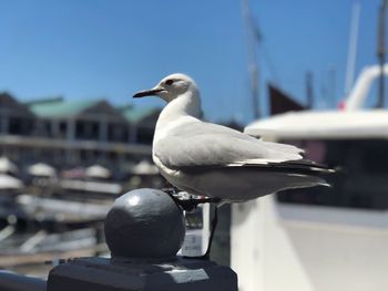 Close-up of seagull perching outdoors