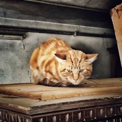 Portrait of tabby cat on wood