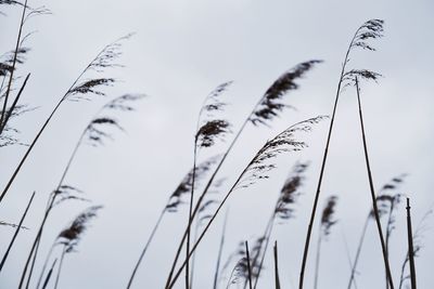 Low angle view of silhouette grass on field against sky