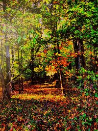 Full frame shot of trees in park