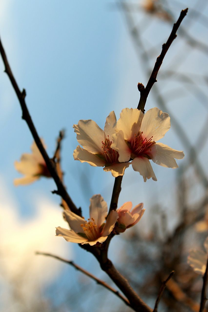 CLOSE-UP OF WHITE BLOSSOMS ON BRANCH