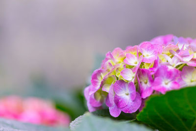 Close-up of pink hydrangea flowers