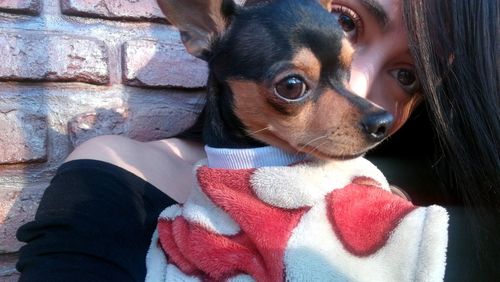 Portrait of dog looking away