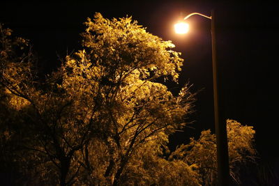 Low angle view of illuminated tree against sky at night