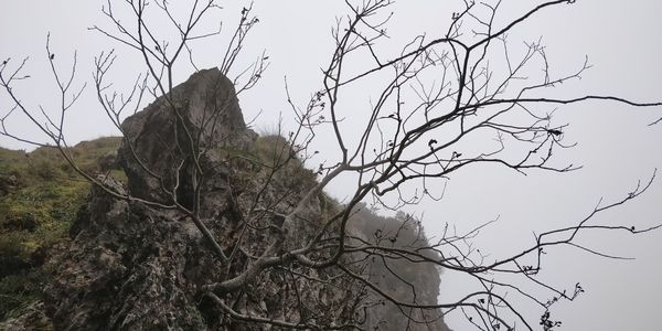 Low angle view of bare trees against sky