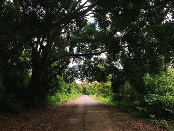 Dirt road along trees in forest