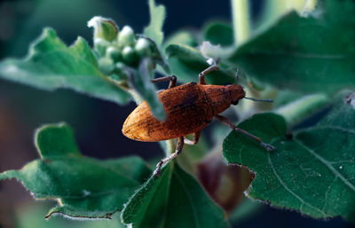 Weevil insect