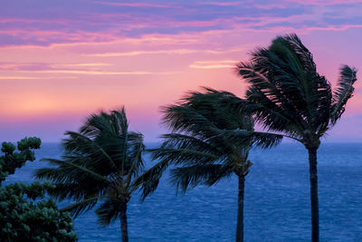 Palm tree by sea against sky at sunset