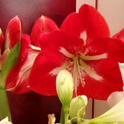 Close-up of red flowers blooming outdoors