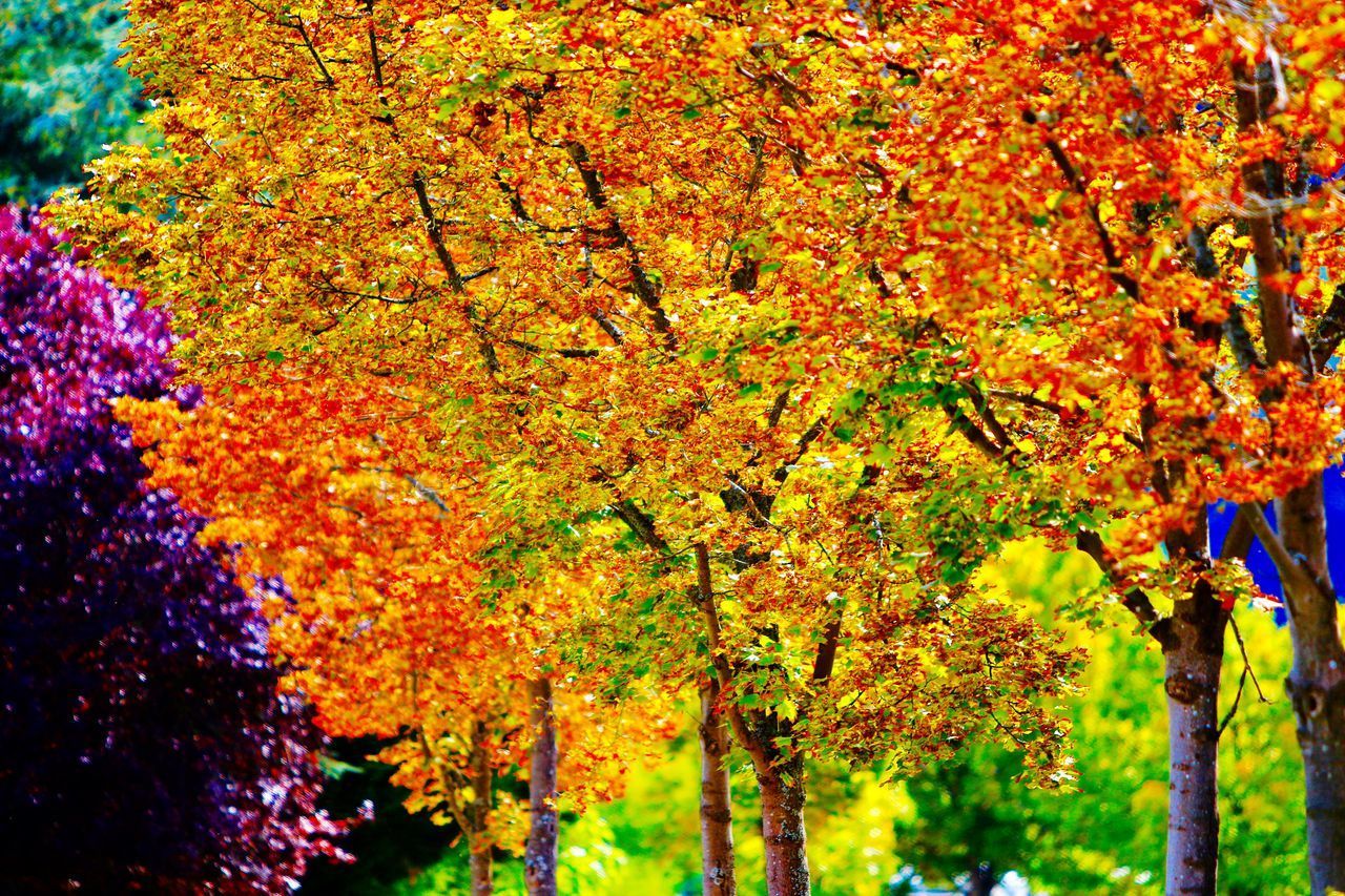 LOW ANGLE VIEW OF MAPLE TREE AGAINST ORANGE SKY