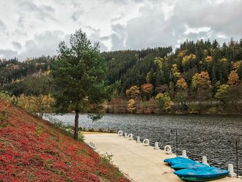 Plants by lake against sky during autumn