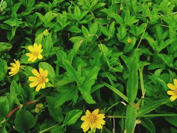 High angle view of flowering plant