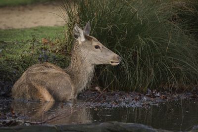 Side view of lion drinking water