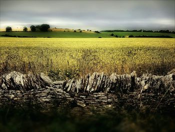 Scenic view of field against sky