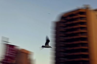 Birds flying over white background