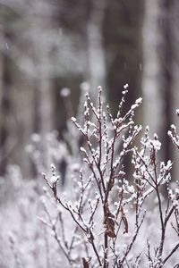 Close-up of snow on tree during winter