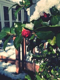 Close-up of roses on plant