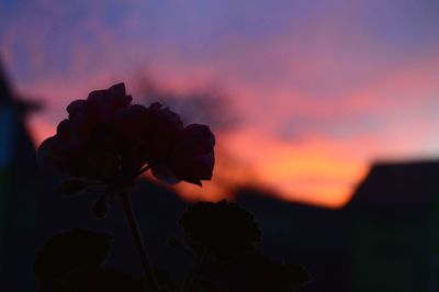 Close-up of silhouette flower against sky at sunset
