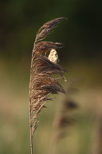 Close-up of plant against blurred background