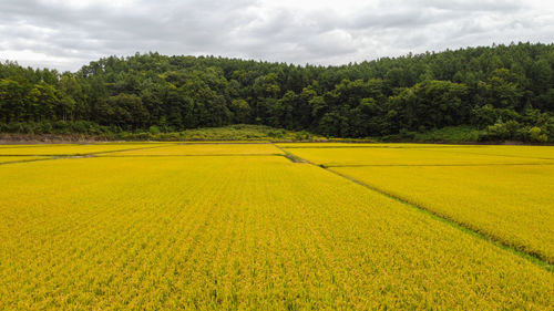 Scenic view of agricultural field against sky