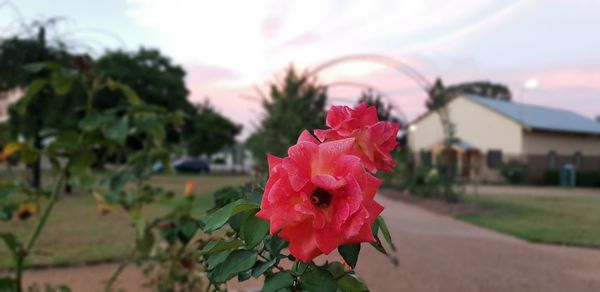 Close-up of pink rose against sky