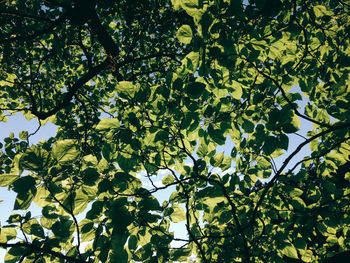 Low angle view of tree against sky