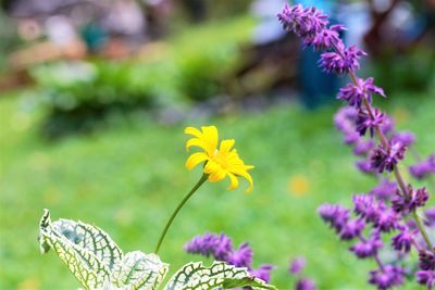 Close-up of purple flowering plants in park