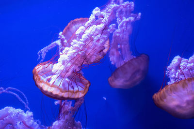 Close-up of jellyfish swimming in sea