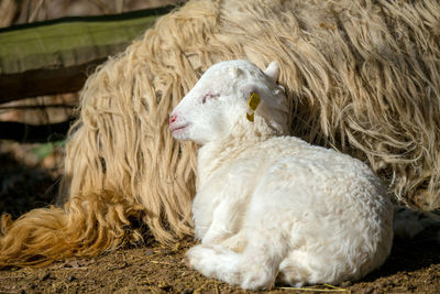 Sheep in a sunlight