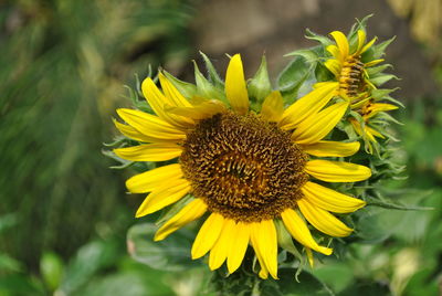 Close-up of yellow sunflower