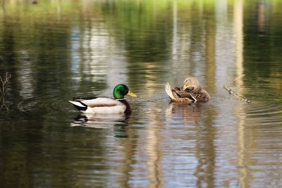 Ducks swimming on lake