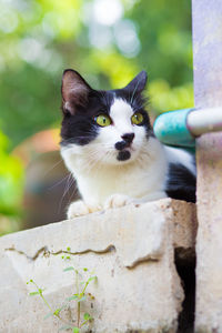 Close-up portrait of cat